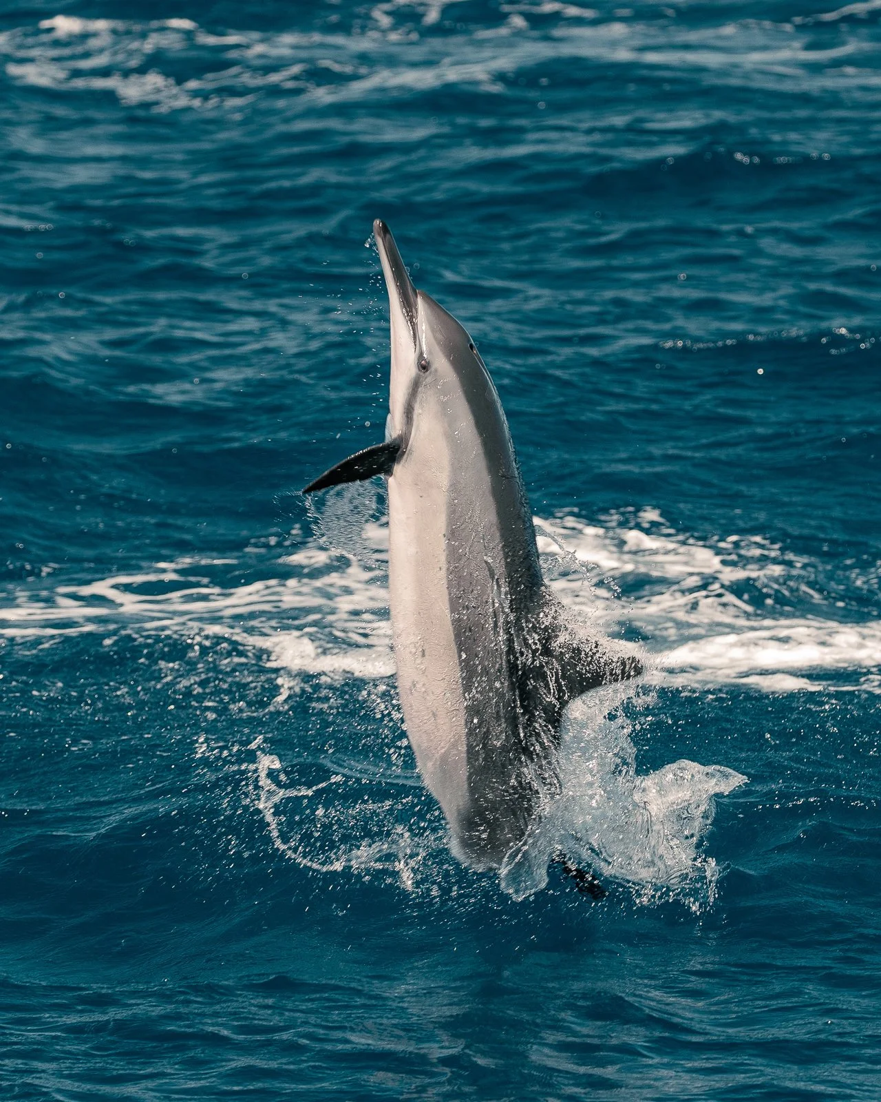 Spinner Dolphins | Hawaiian Adventures Kona